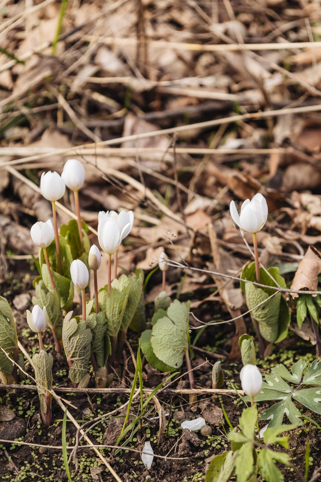 Spring Wildflower Walk