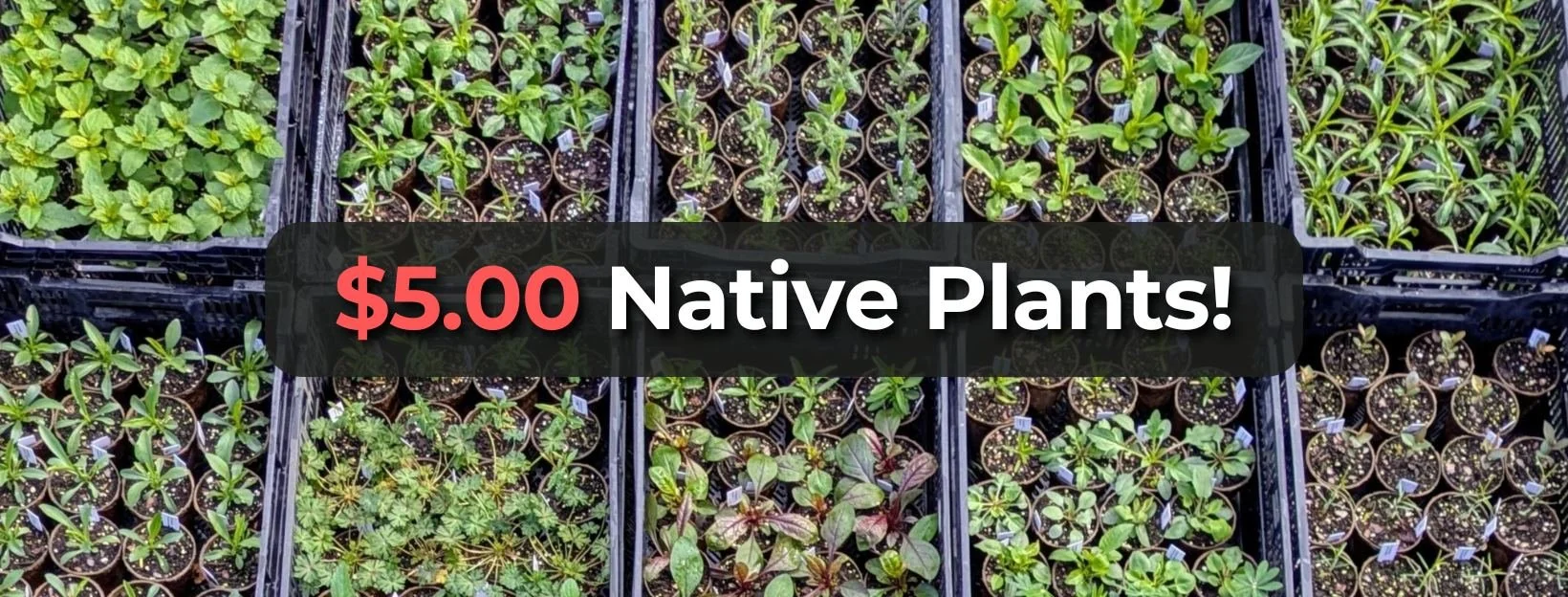 <span class="sqsrte-text-color--black">$5 Native Plant Sale</span>