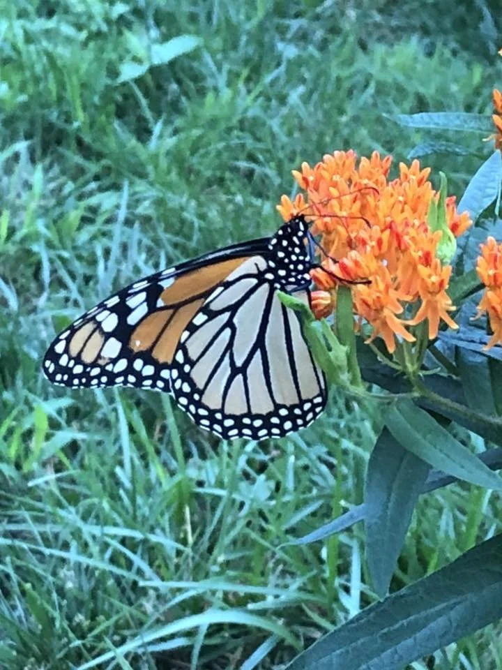 7th Annual Milkweed Plant Sale