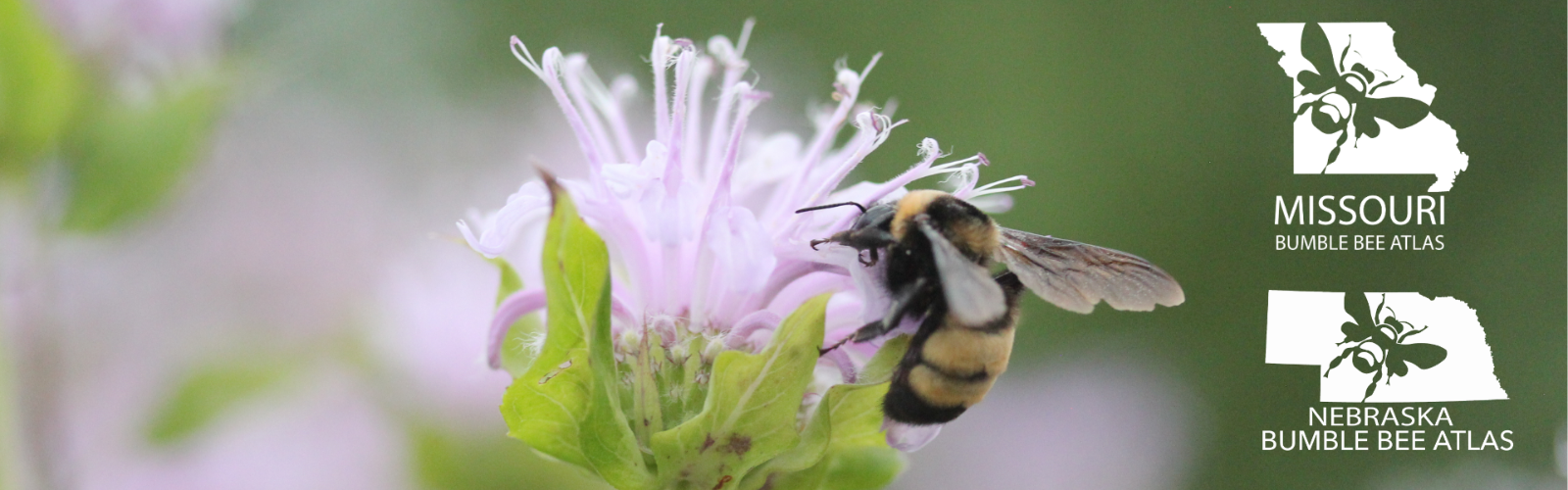 Missouri and Nebraska Bumble Bee Atlas Protocols Training