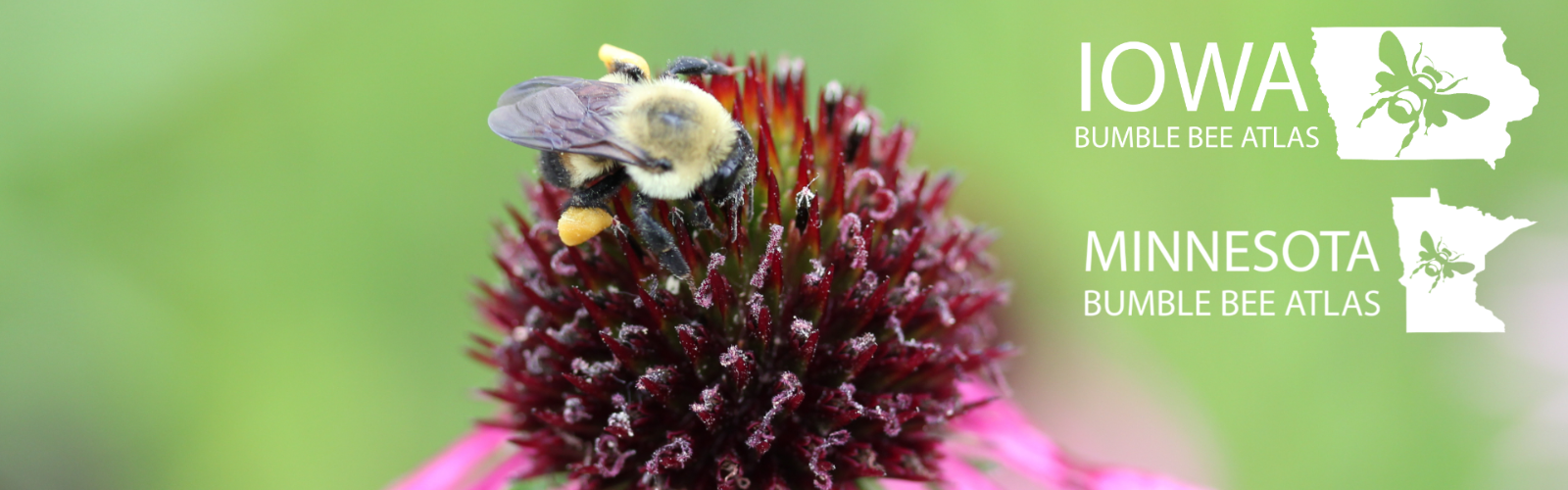 Minnesota and Iowa Bumble Bee Atlas Protocols Training