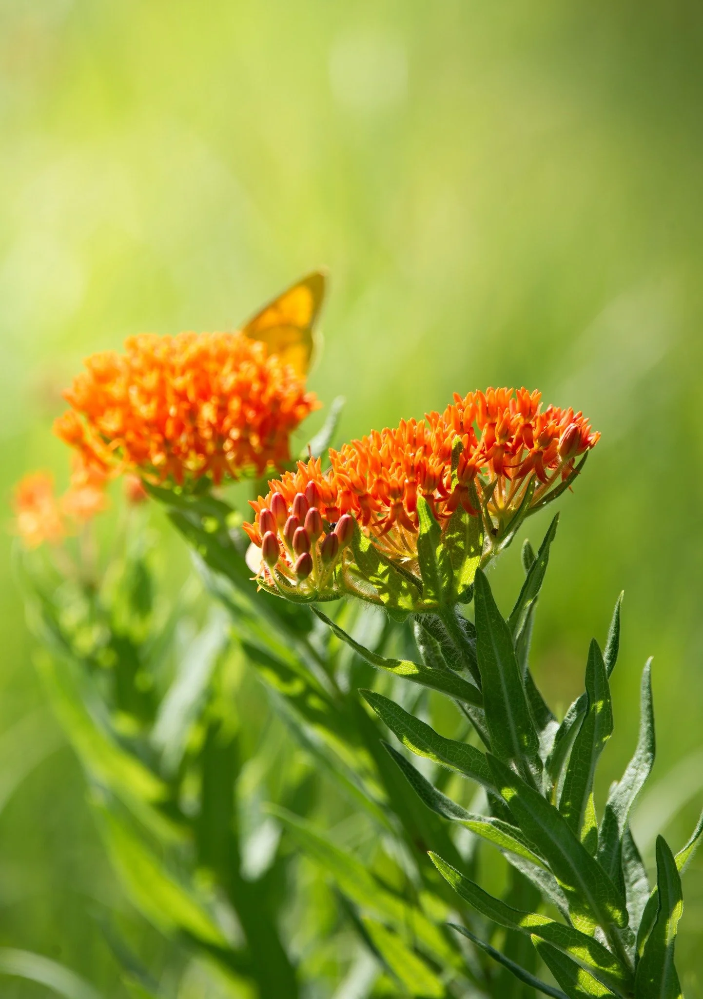 Wildflower Walk
