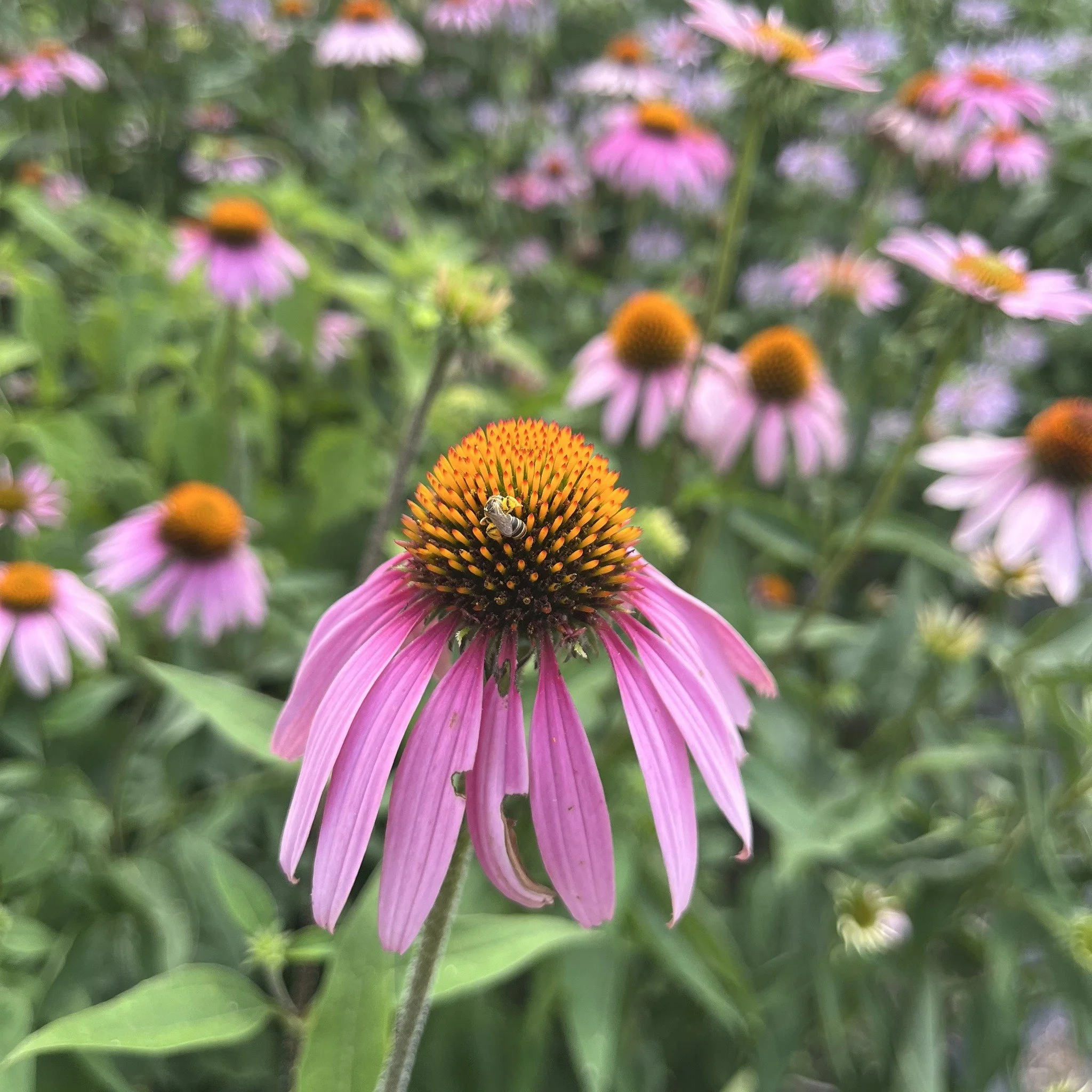 5th Annual Pollinator Party!