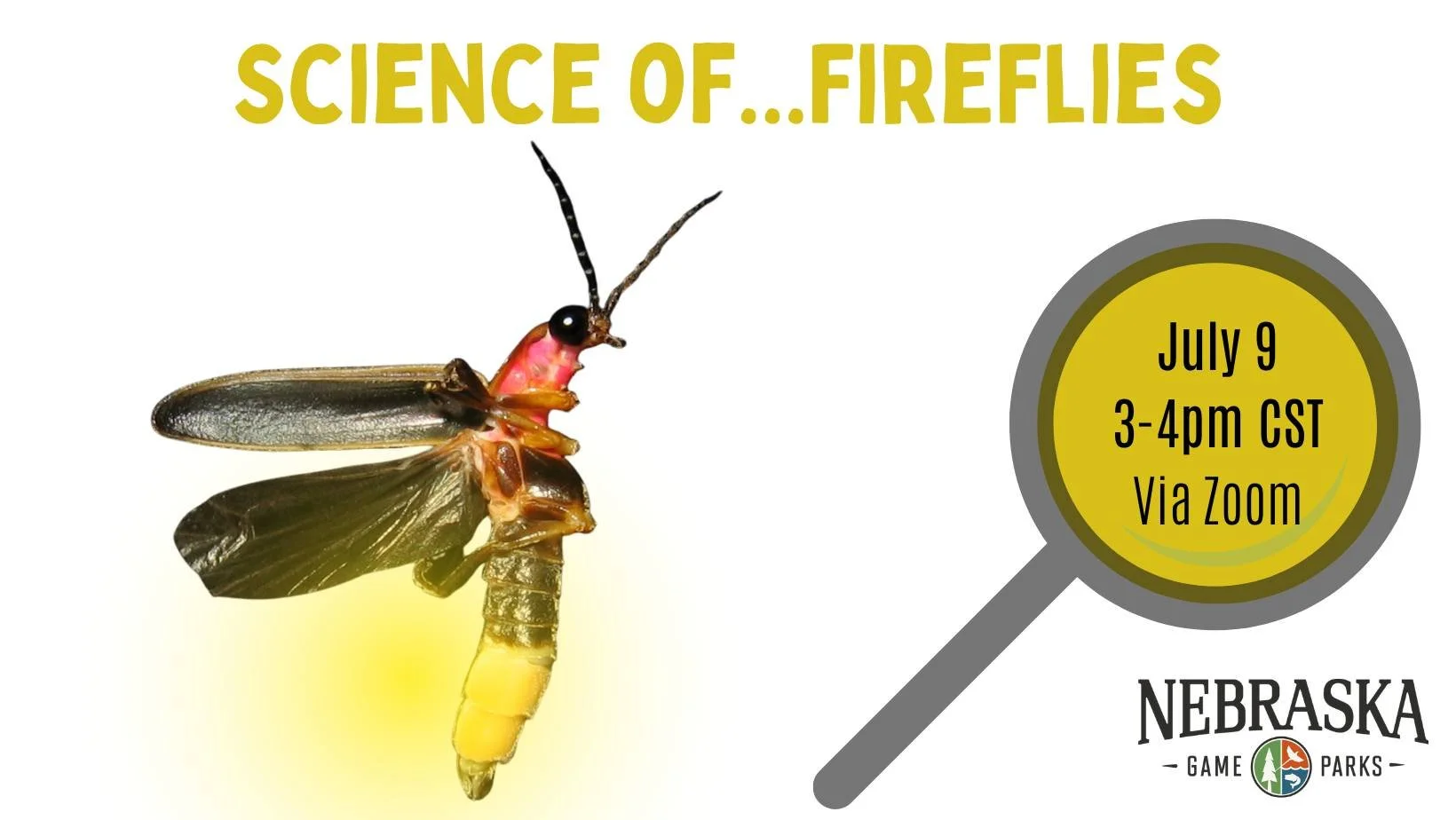 Science of…Fireflies