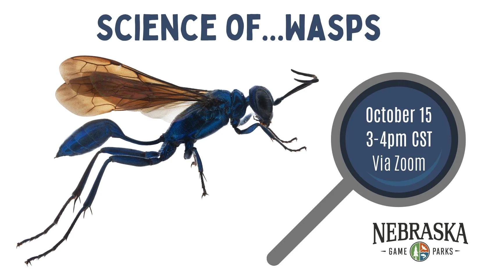 Science of…Wasps