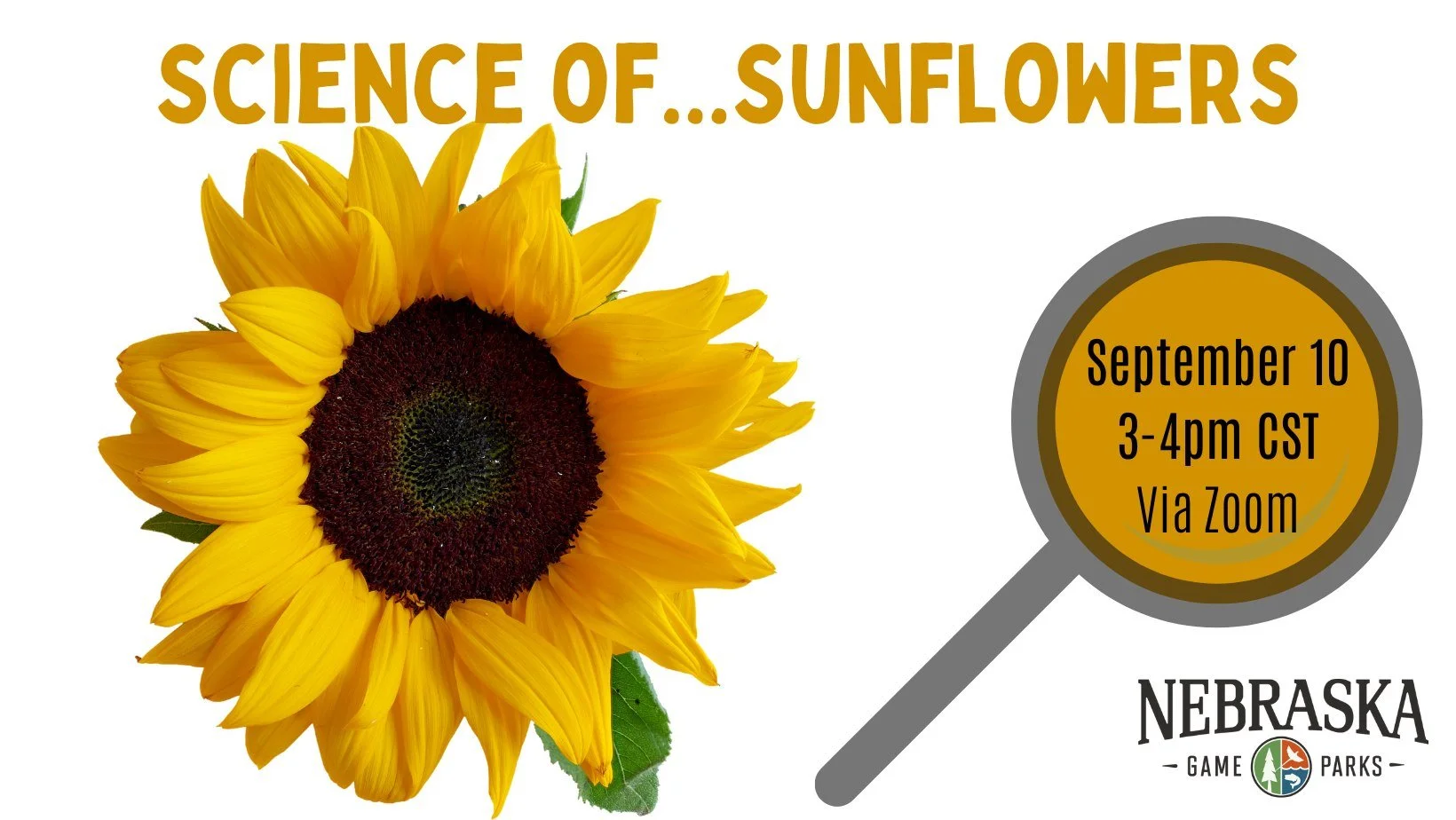 Science of…Sunflowers