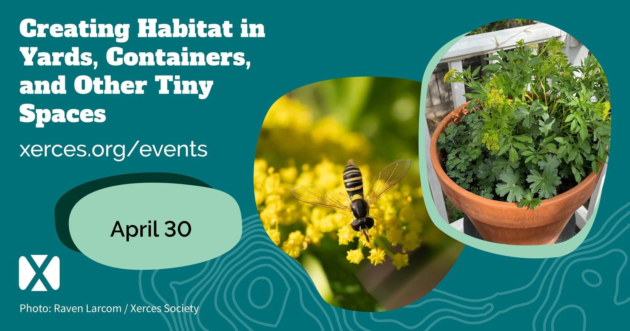 Creating Habitat in Yards, Containers, and Other Tiny Spaces