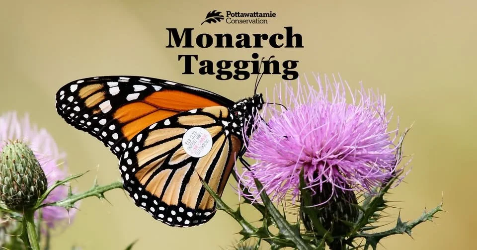 Monarch Tagging: 9:00AM