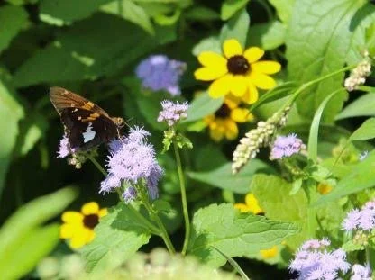 Silver Skipper (1).jpg