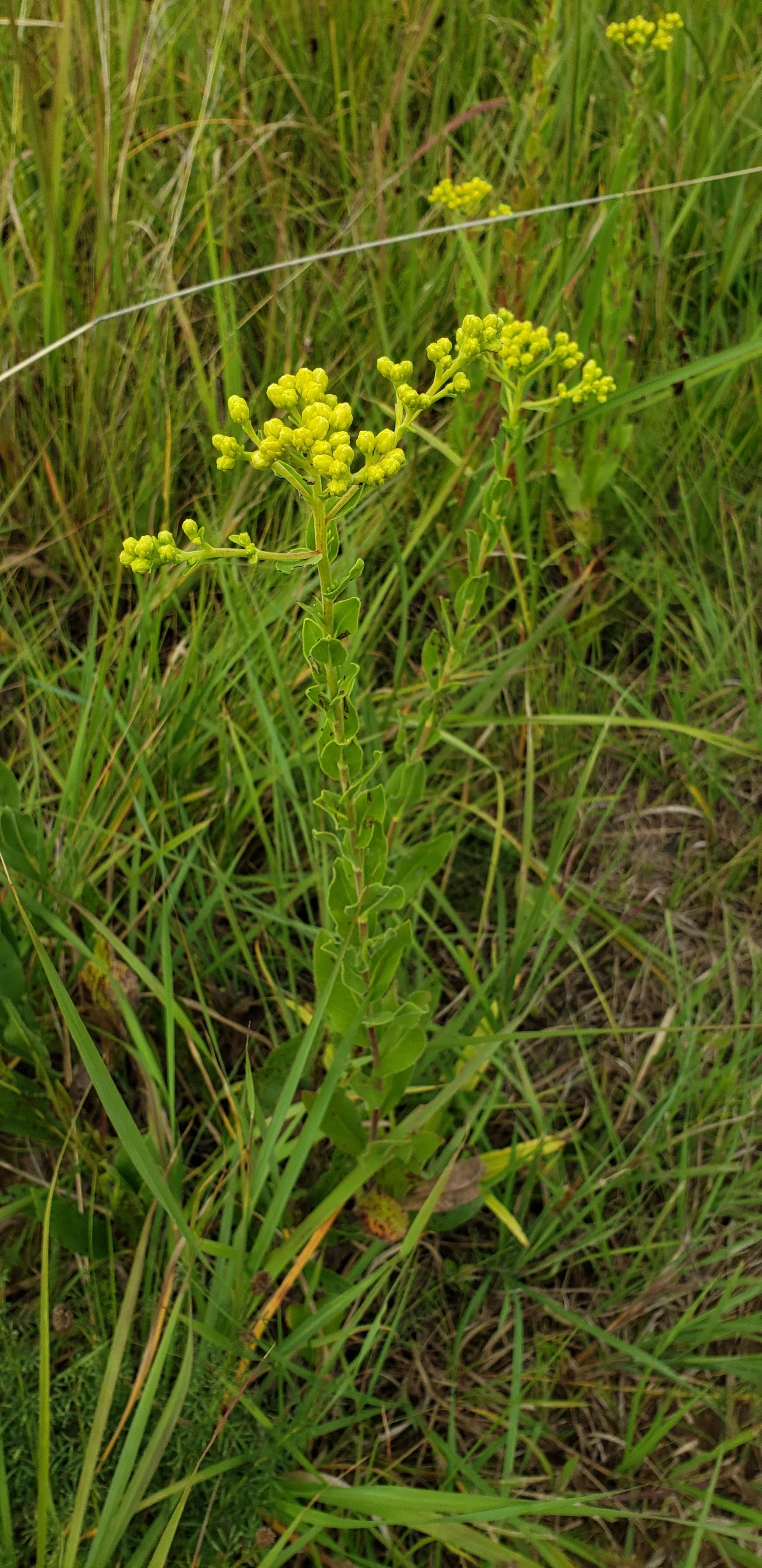 solidago (6).jpg