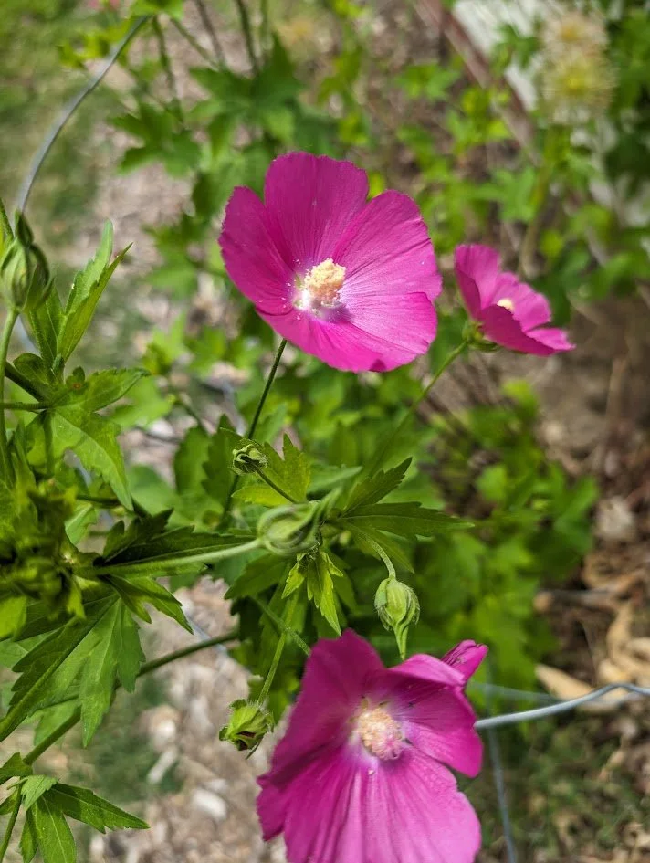 Bush's Poppy Mallow (Callirhoe bushii)