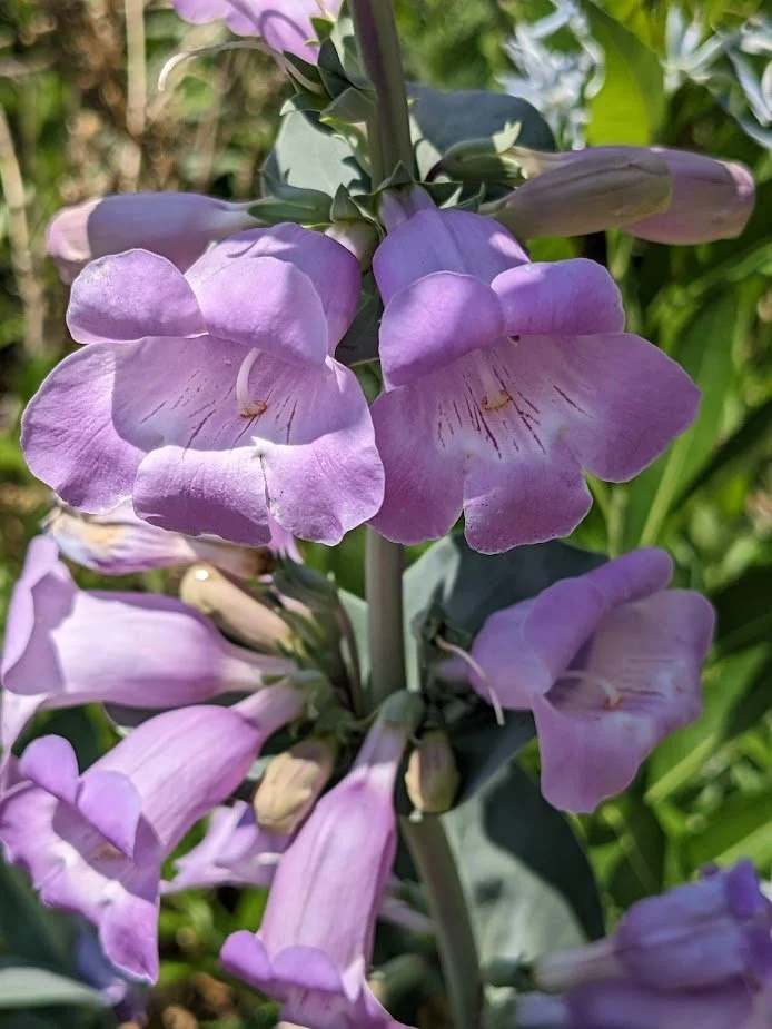 Large-flowered Beardtongue (Penstemon grandiflorus)