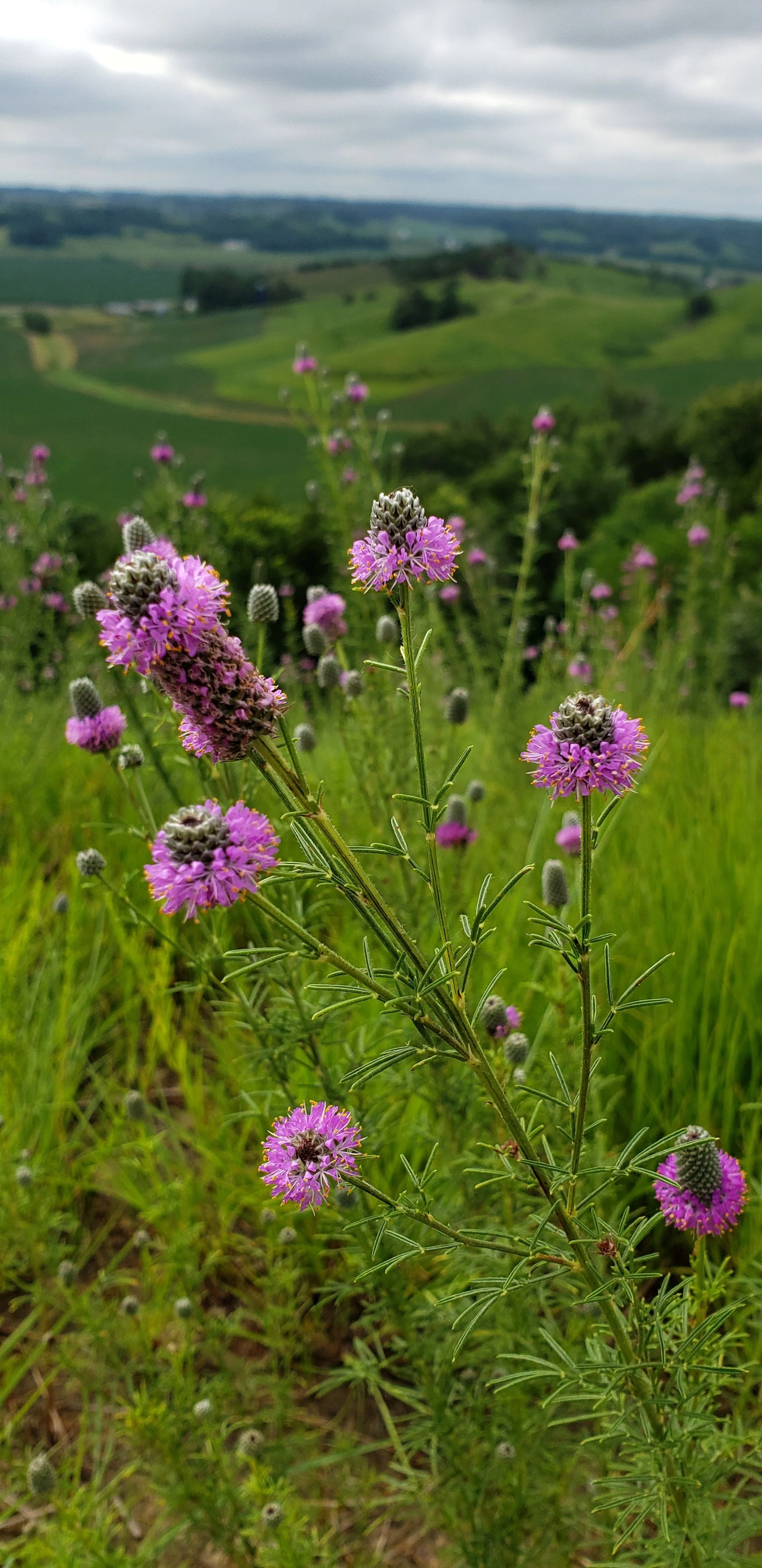 dalea purpurea (11).jpg
