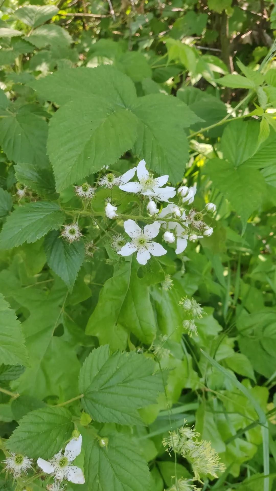 Black Raspberry (Rubus occidentalis)