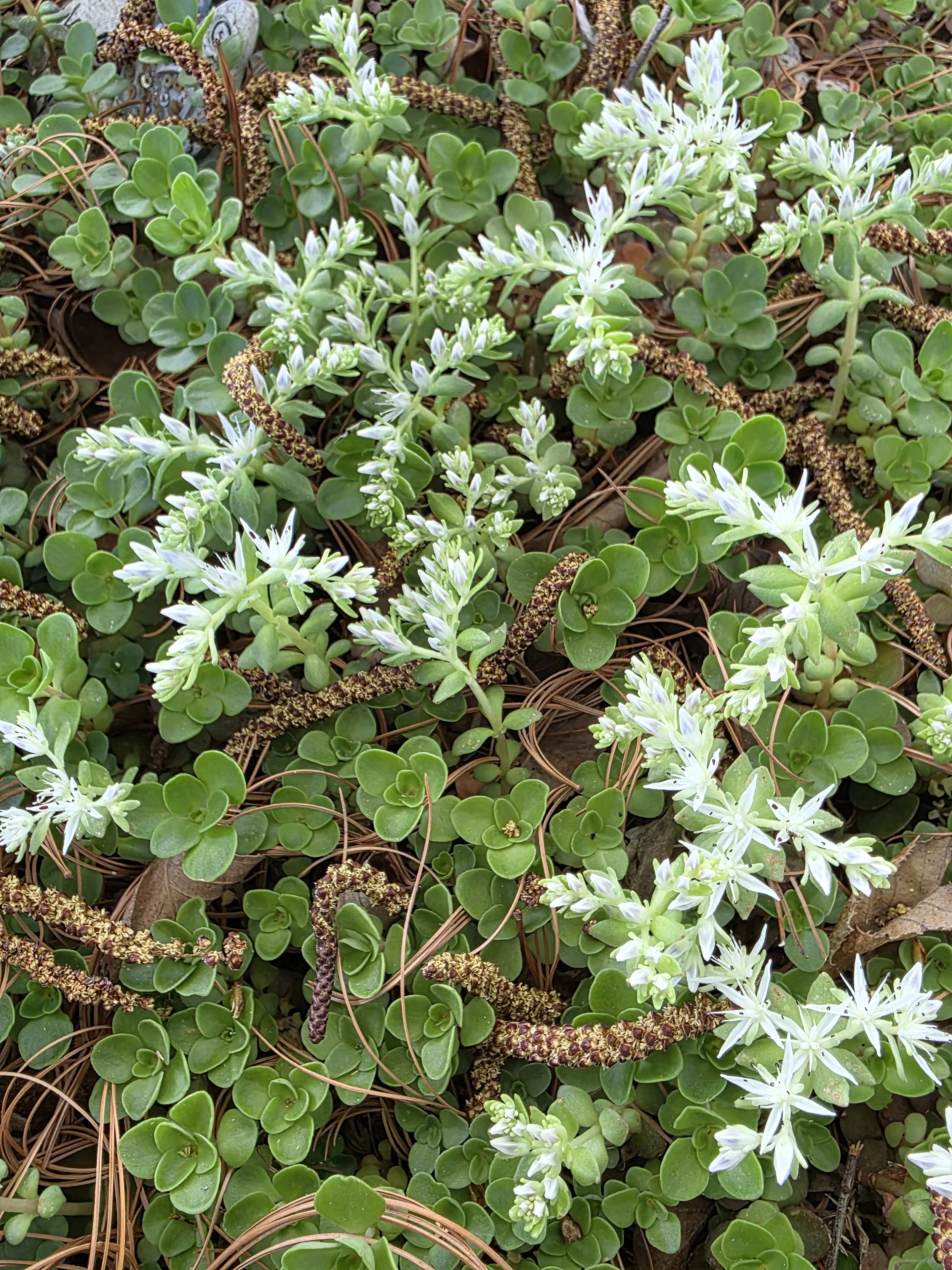 Woodland Stonecrop (Sedum ternatum)