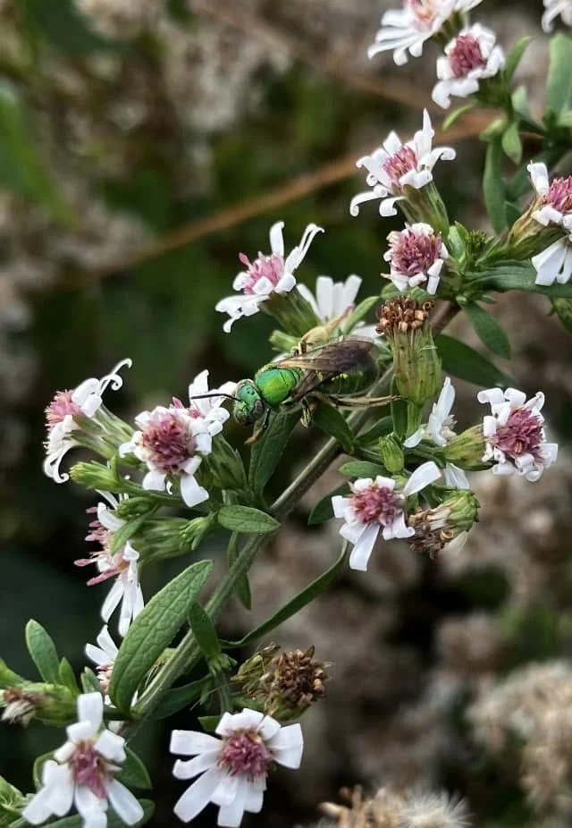 Calico Aster (Symphyotrichum lateriflorum)