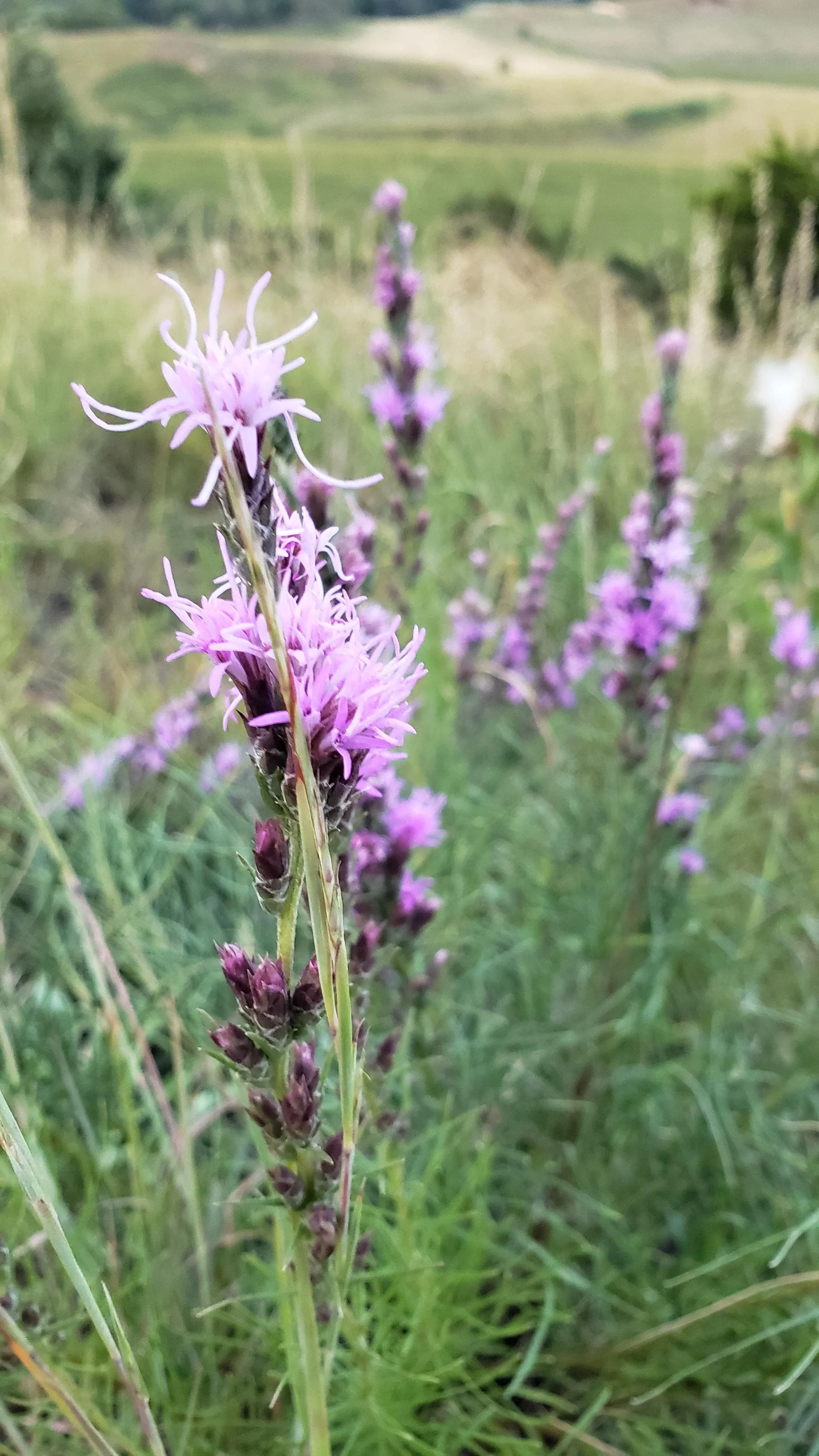 liatris punctata (4).jpg