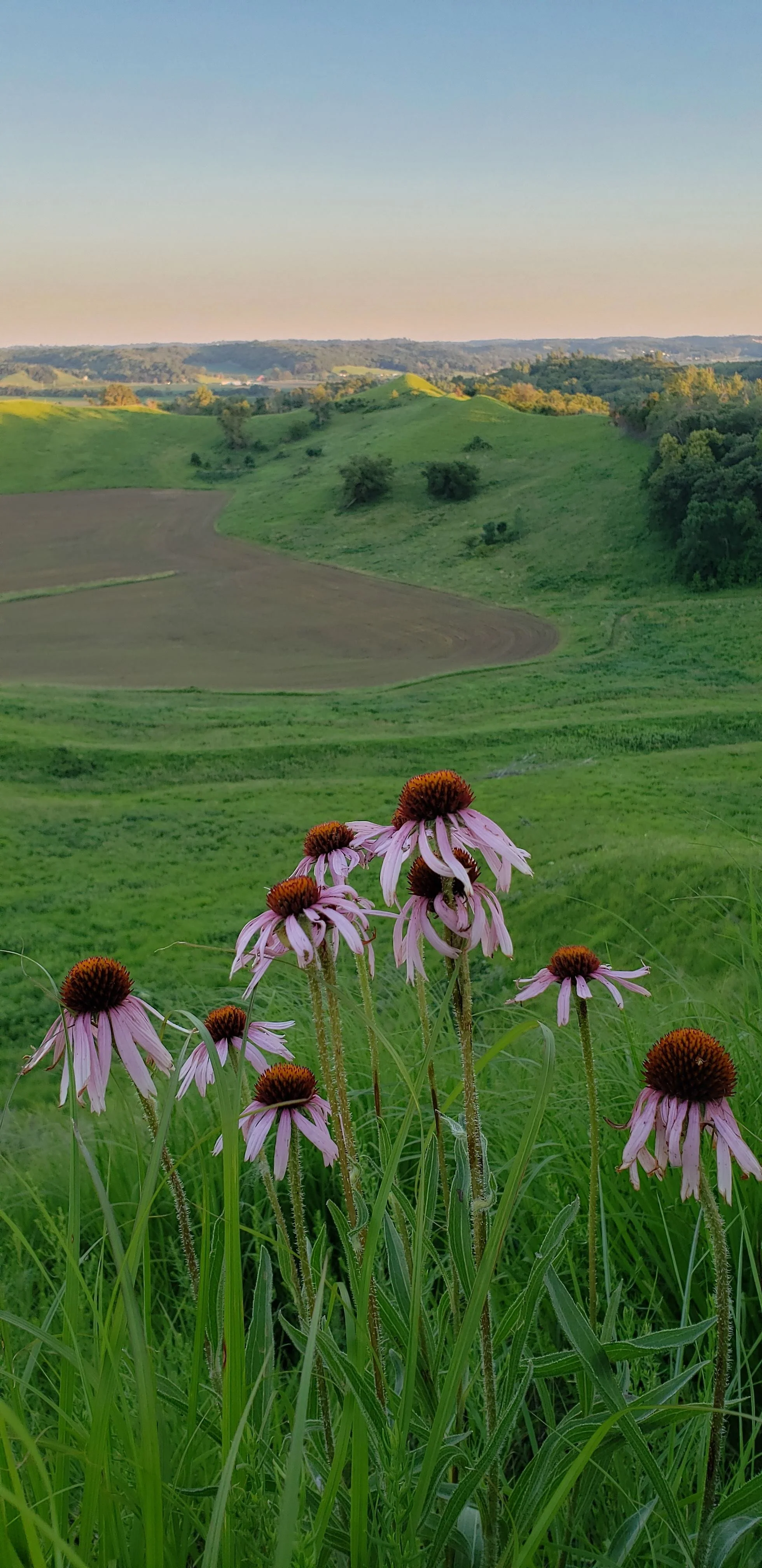 echinacea (7).jpg
