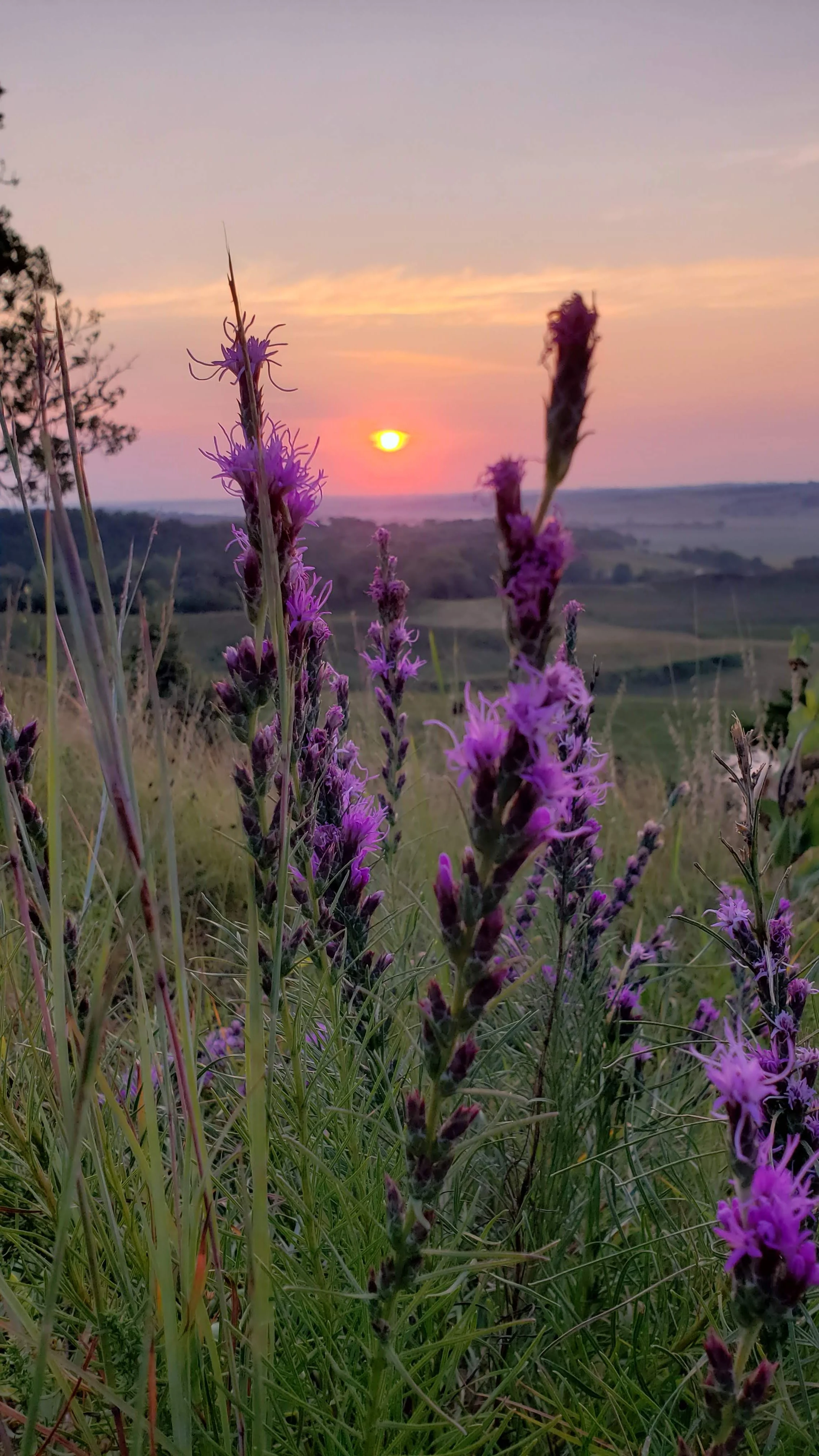 liatris punctata (3).jpg