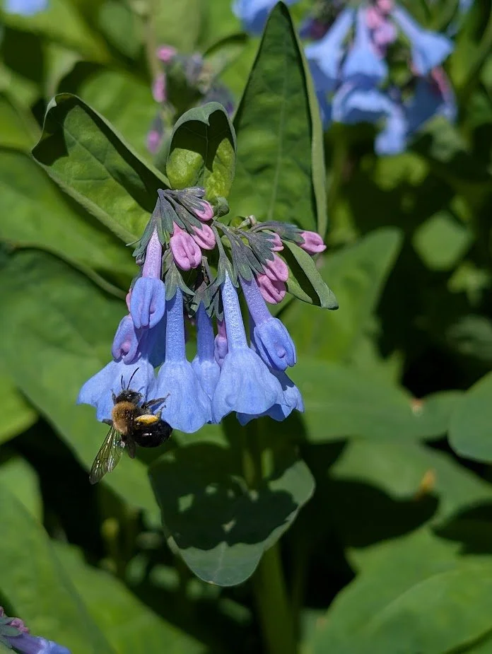 Virginia Bluebells (Mertensia virginica)