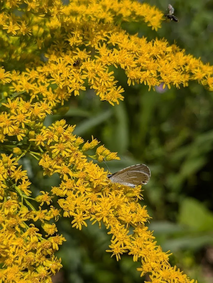 Missouri Goldenrod (Solidago missouriensis)