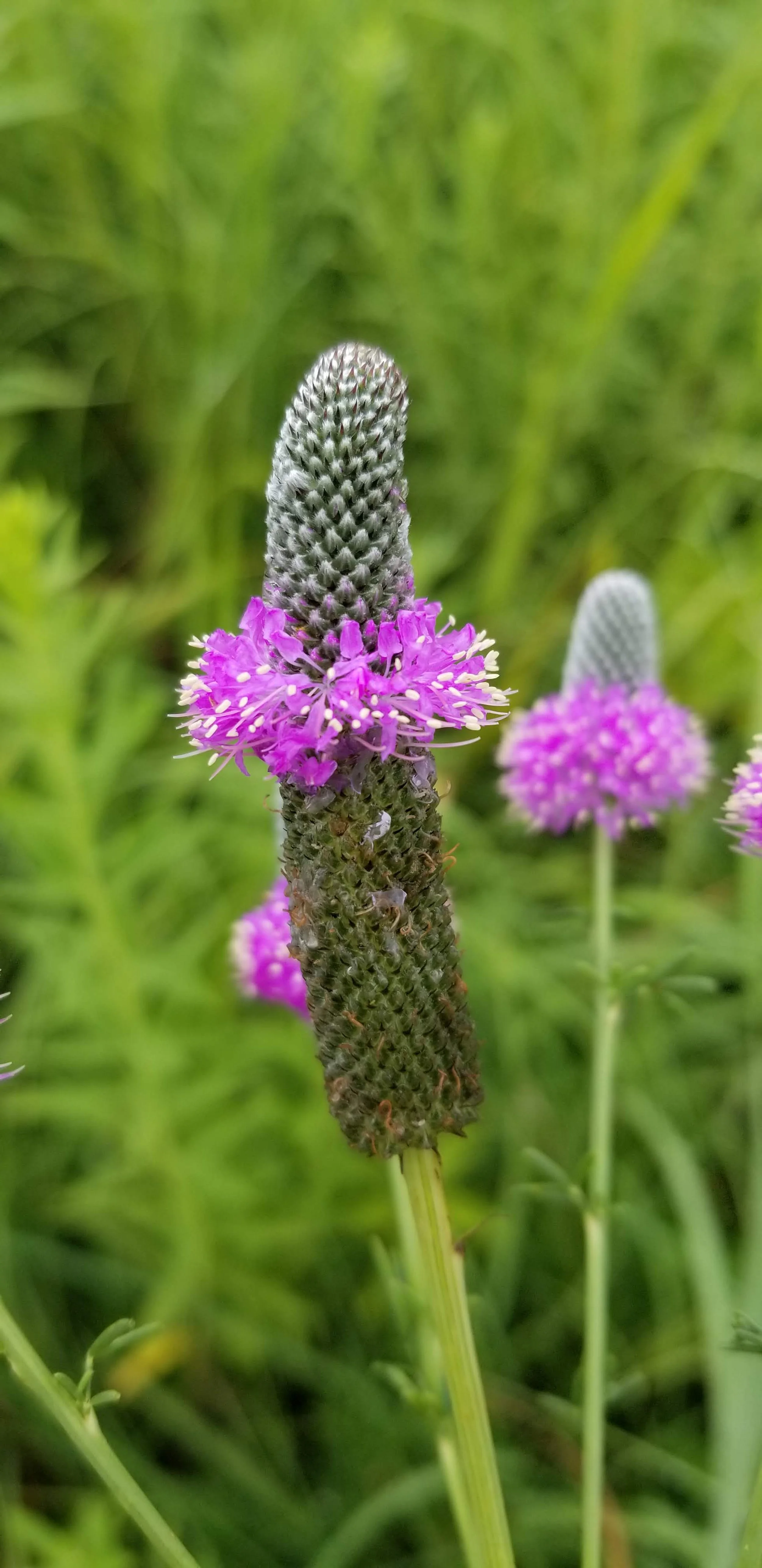 dalea purpurea (7).jpg