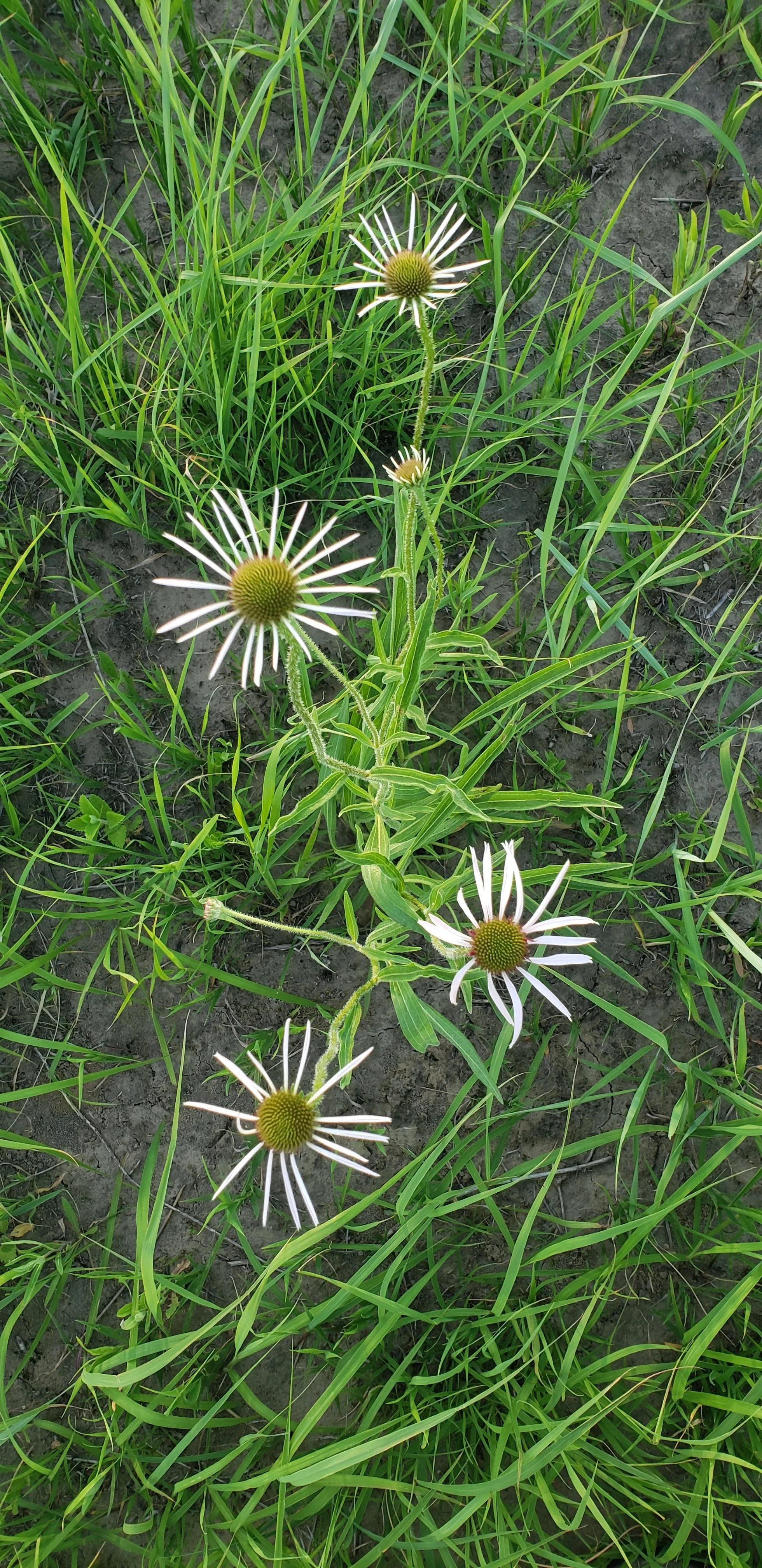 echinacea (6).jpg