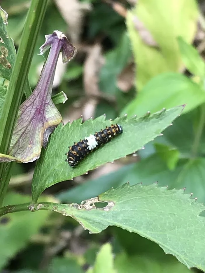 Laurel - black swallowtail caterpillar on golden alexander (1).jpg