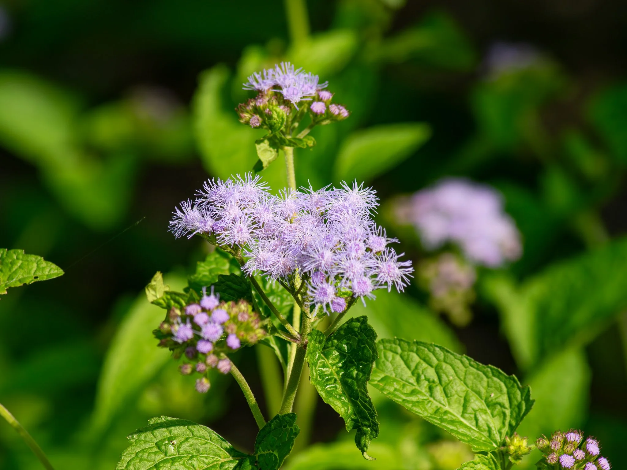 BlueMistFlower - Grant Olsen.jpg