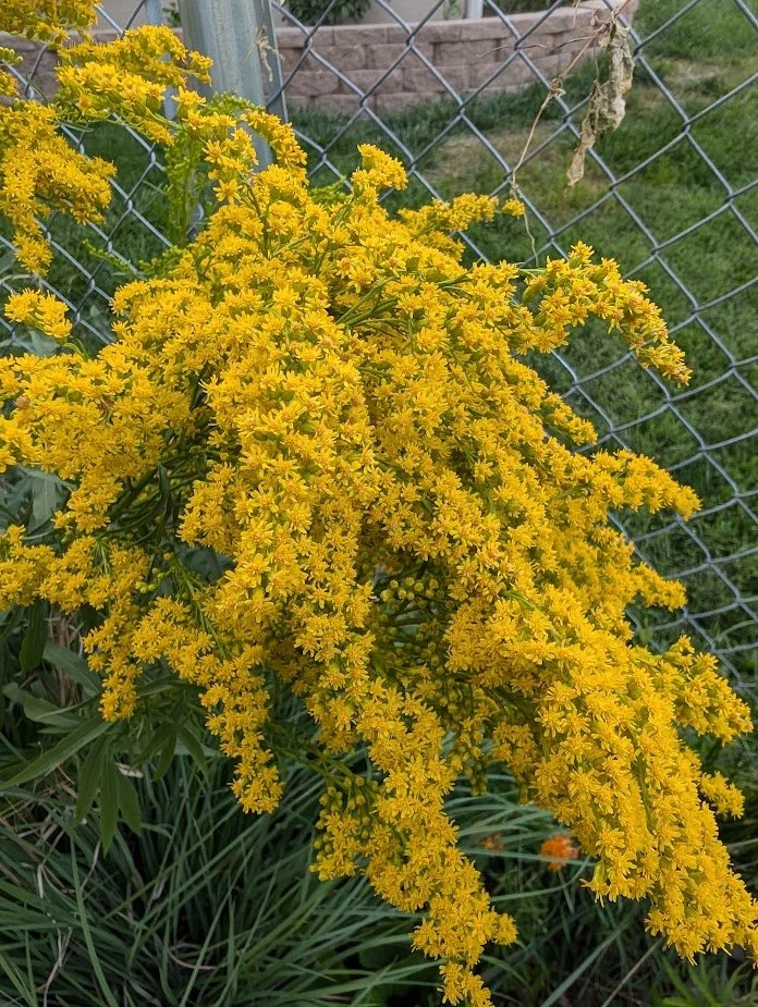 Missouri Goldenrod (Solidago missouriensis)