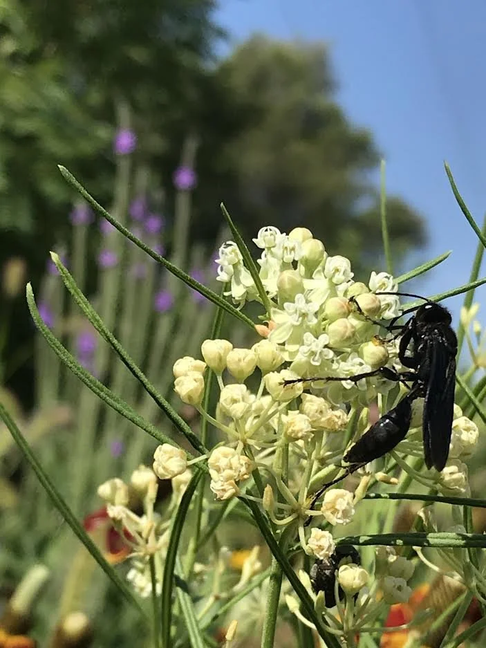 Laurel - wasp on whorled milkweed.jpg