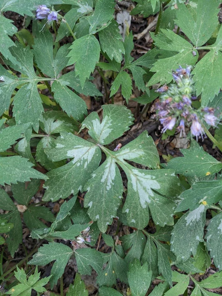 Virginia Waterleaf (Hydrophyllum virginianum)