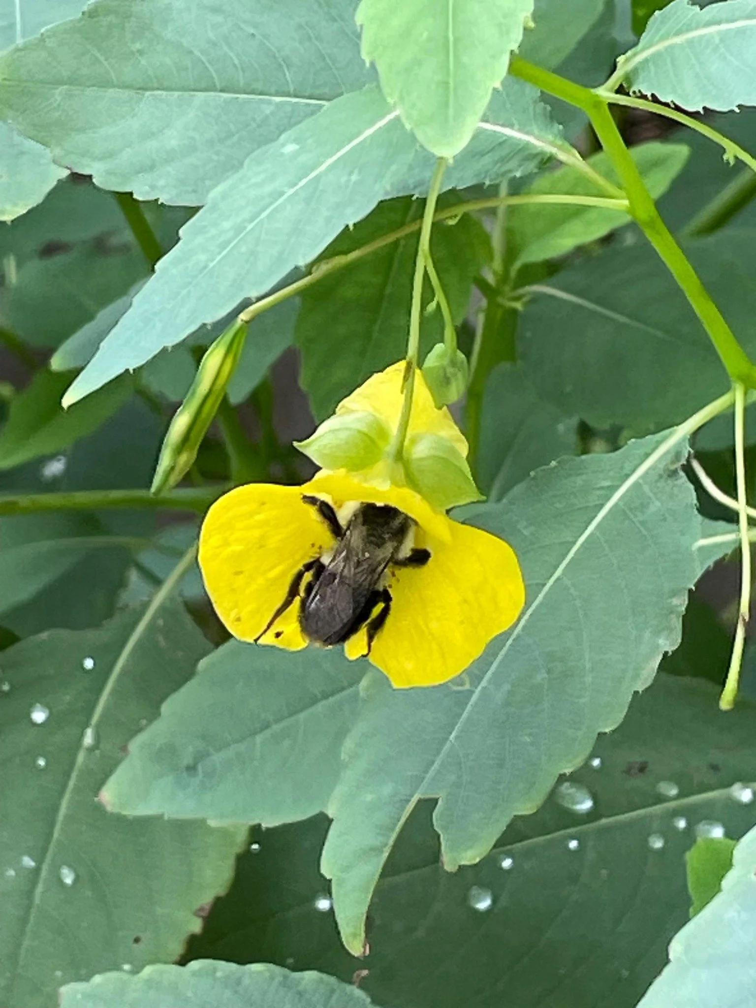 Pale Jewelweed (Impatiens pallida)