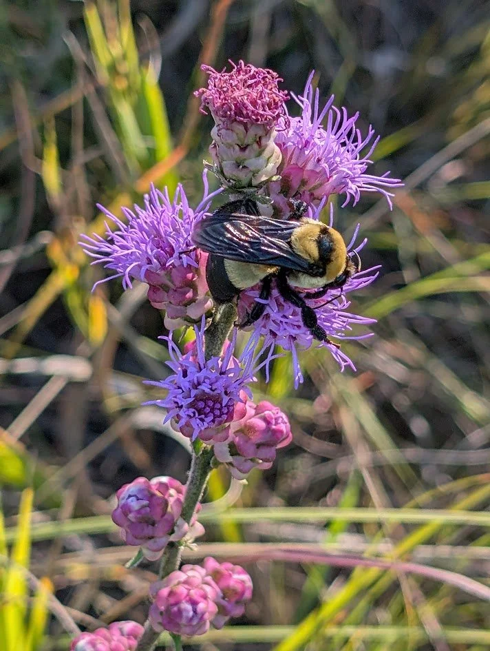 Button Blazing Star (Liatris aspera)