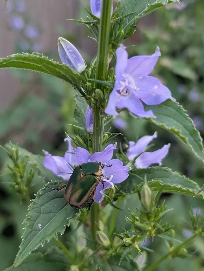 Tall Bellflower (Campanula americana)