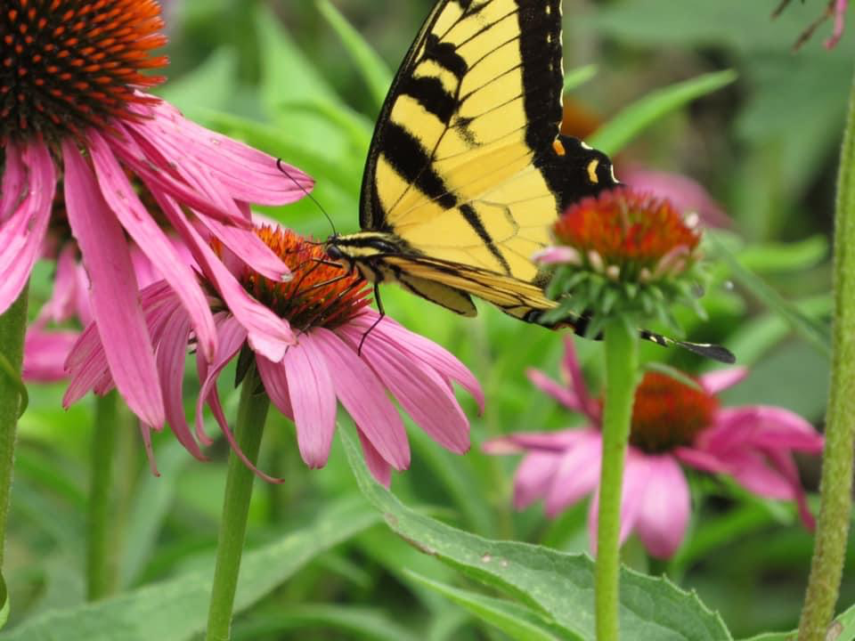 Purple Coneflower (Echinacea purpurea)