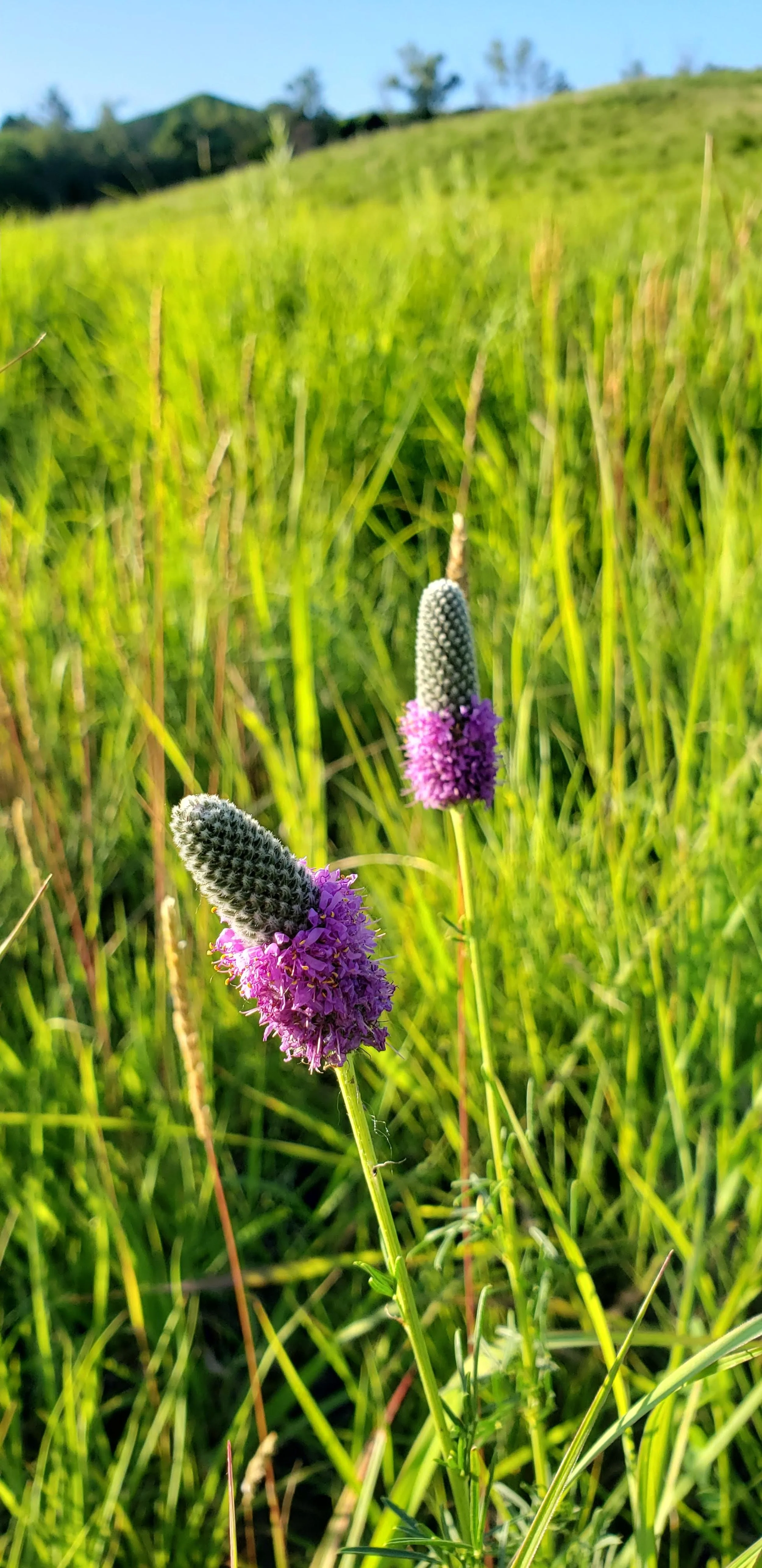 dalea purpurea (12).jpg