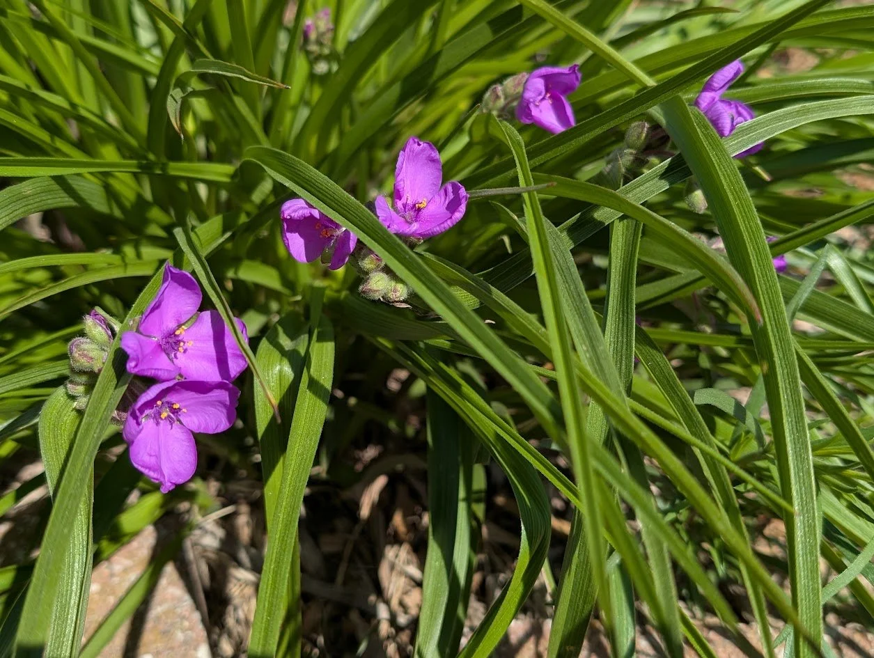 PXL_20250509_160620183.jpg
