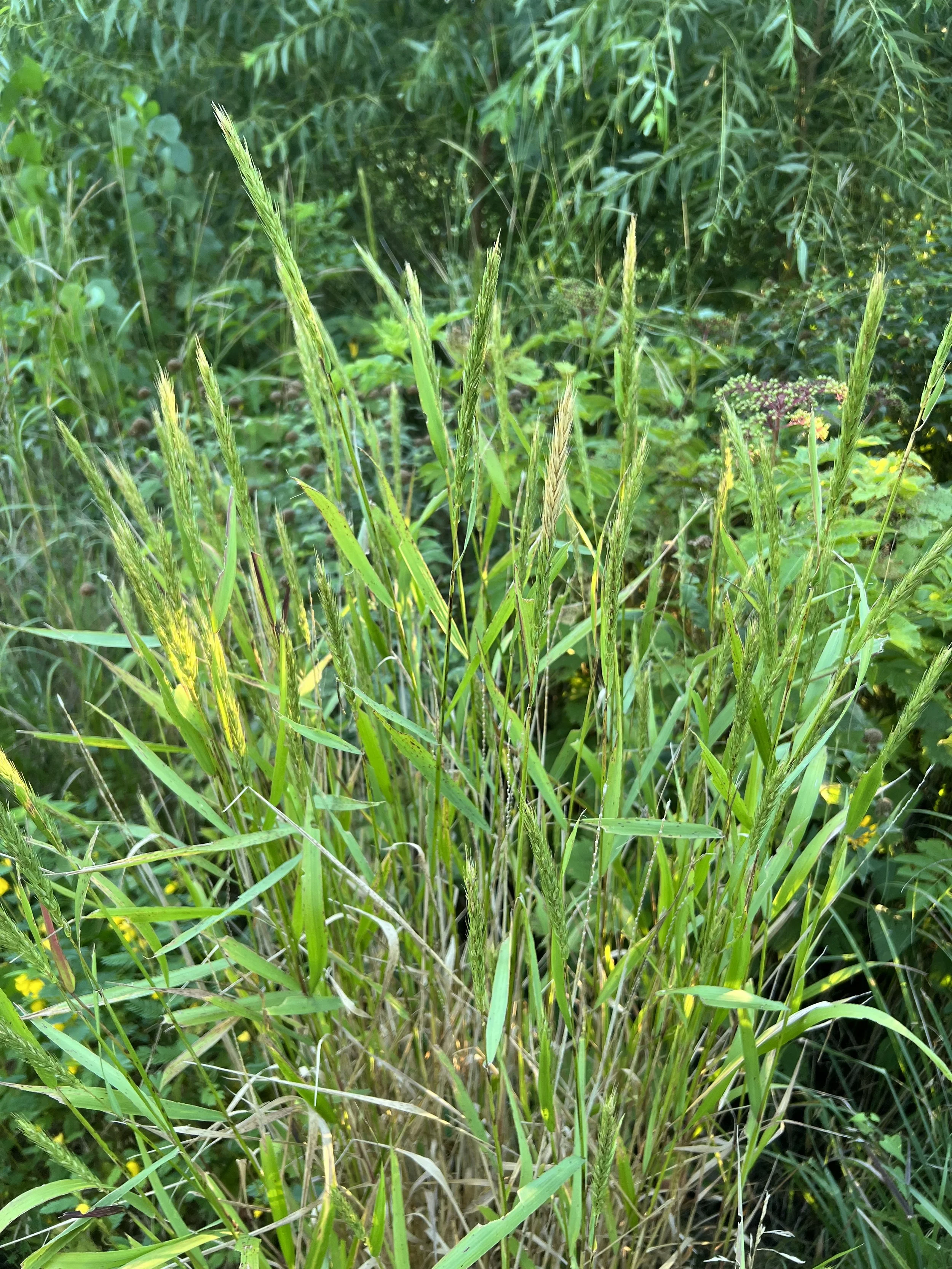 Virginia Wild Rye (Elymus virginicus)
