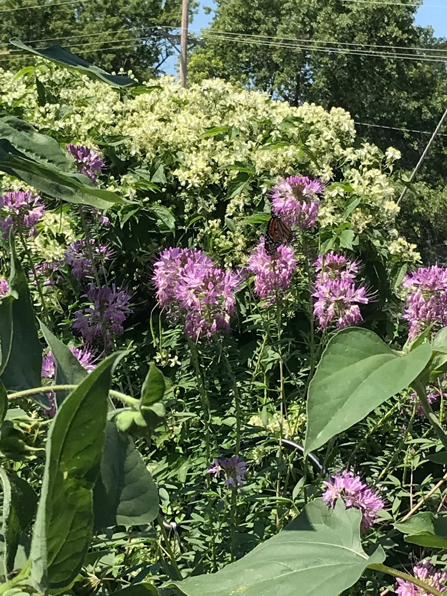 Virgin's Bower (Clematis virginiana)