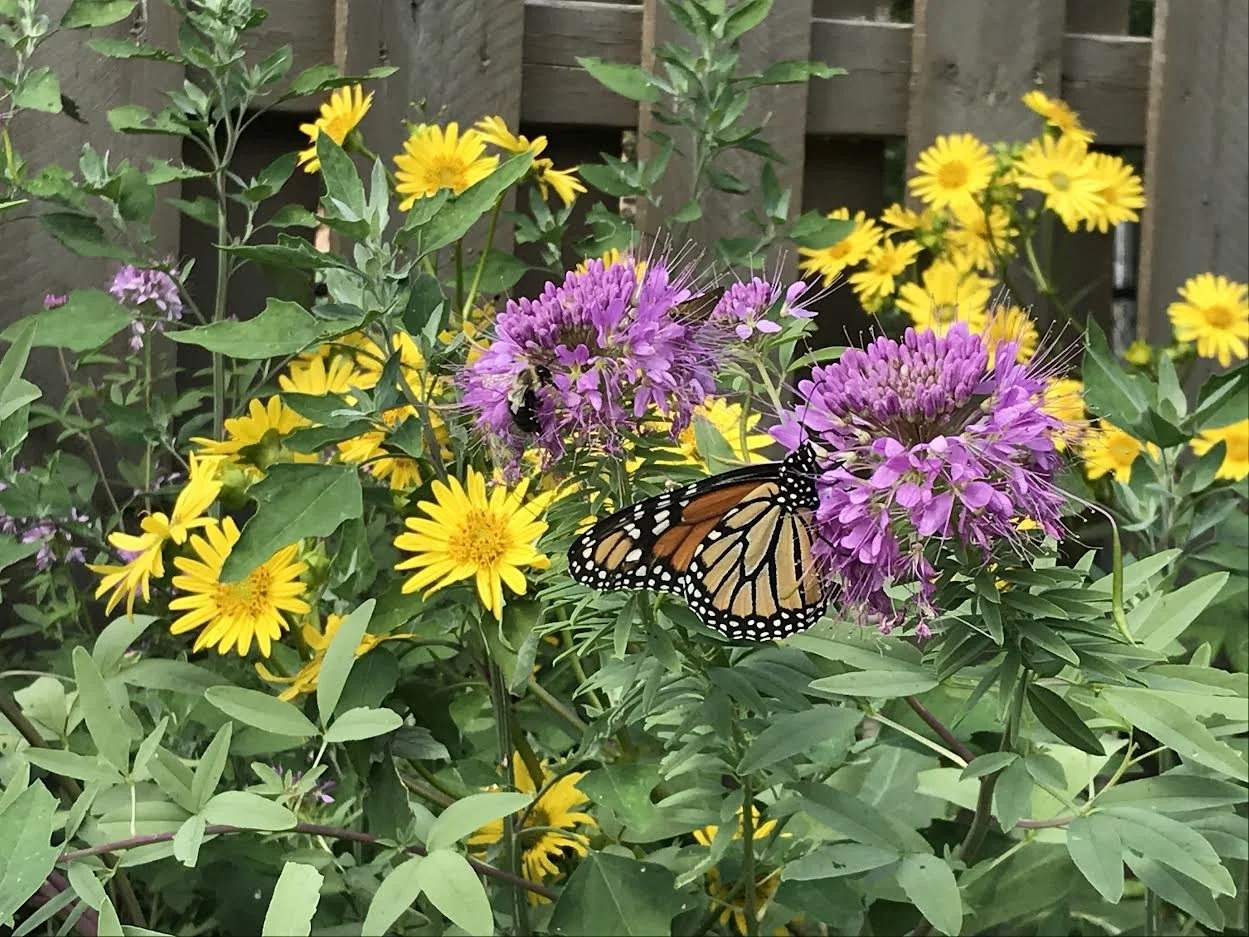 Rocky Mountain Bee Plant (Cleomella serrulata) — Pollinator Alliance of ...