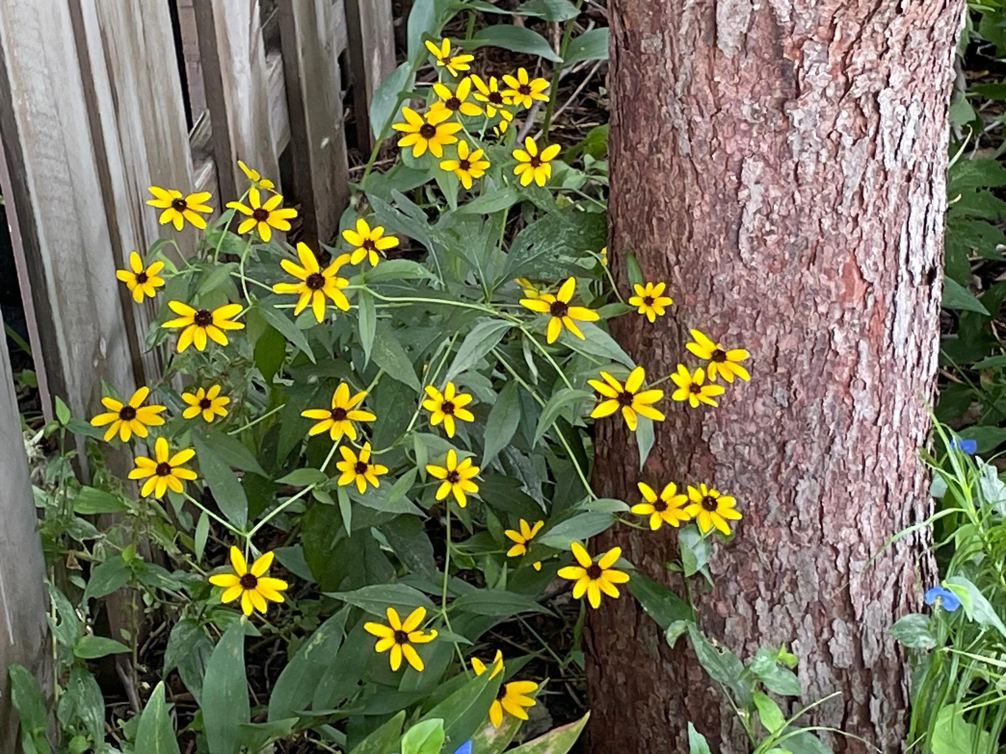 Brown-eyed Susan (Rudbeckia triloba)