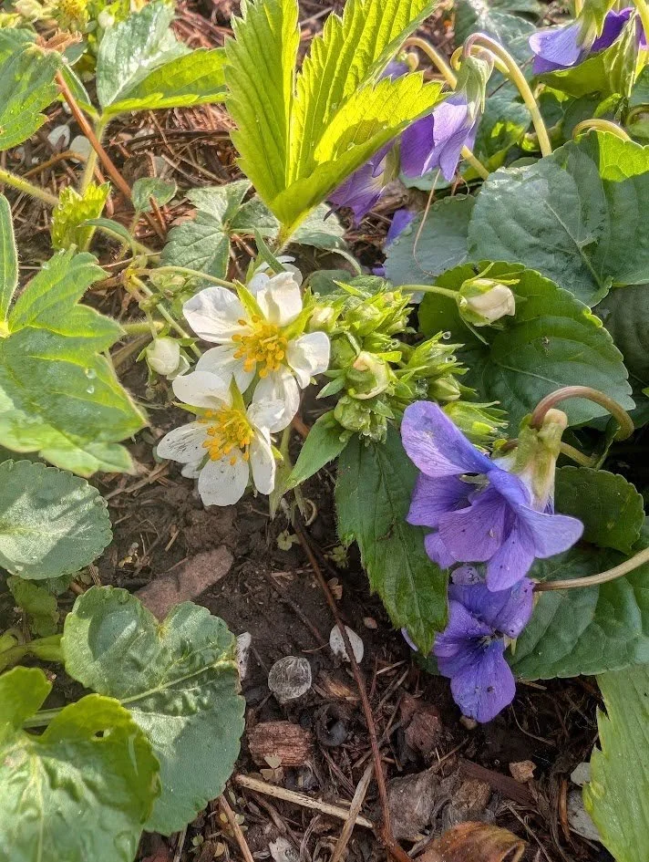 Wild Strawberry (Fragaria virginiana)