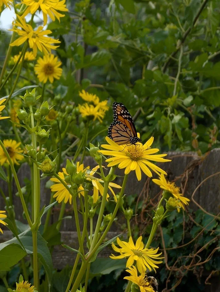 Cup Plant (Silphium perfoliatum)