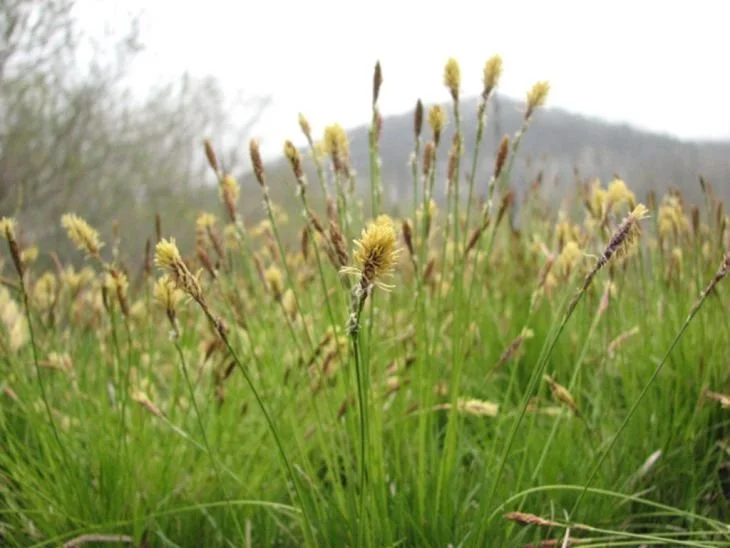 carex-pensylvanica-pennsylvania-sedge_perigynium-spike_730x548.jpg
