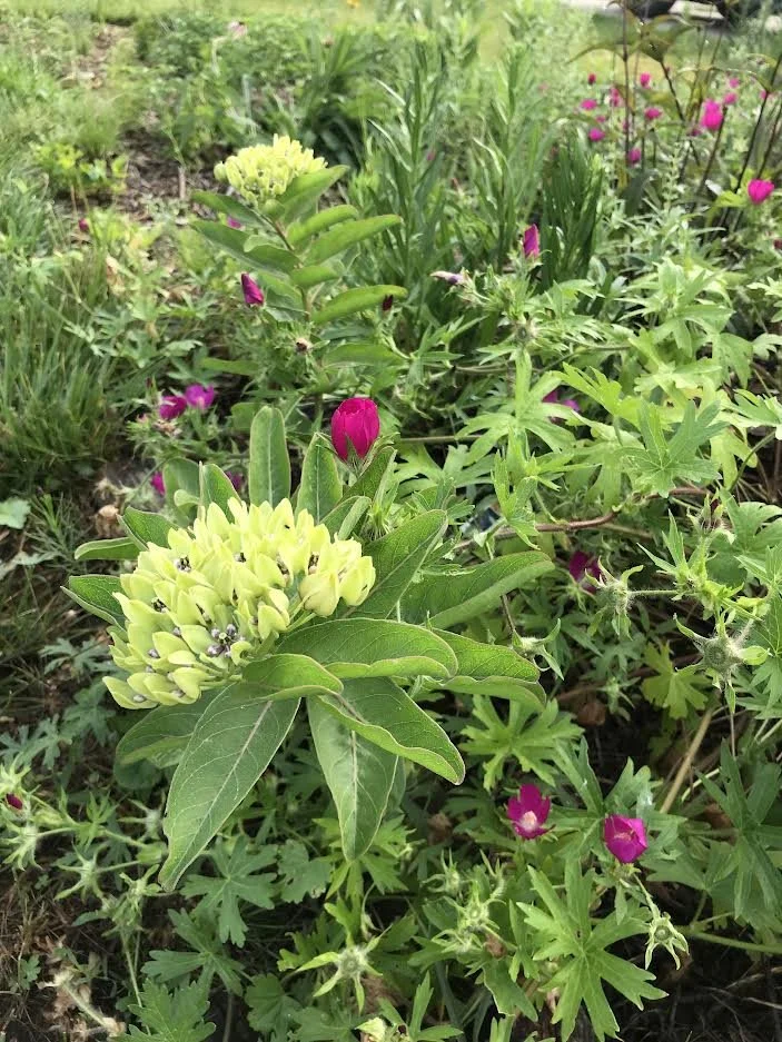 Laurel - green milkweed (2).jpg