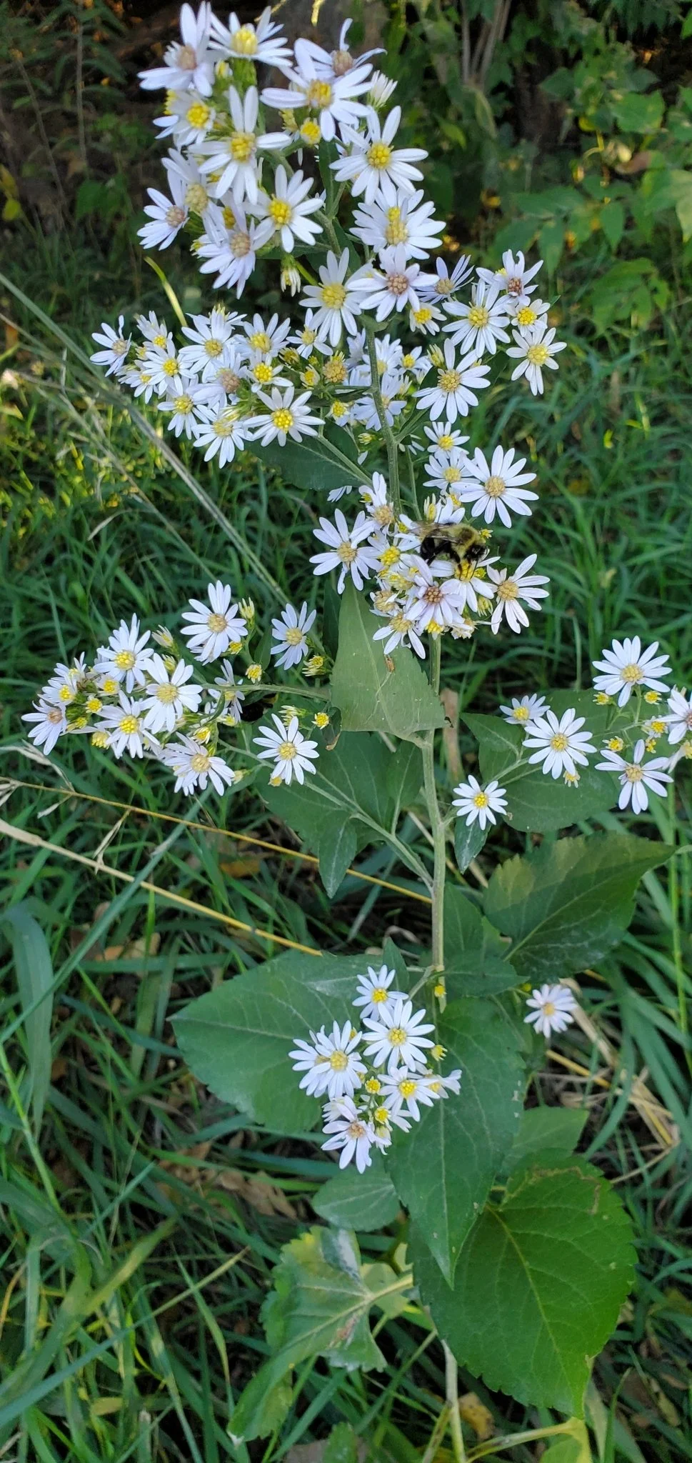 Drummond's Aster (Symphotrichum drummondii)