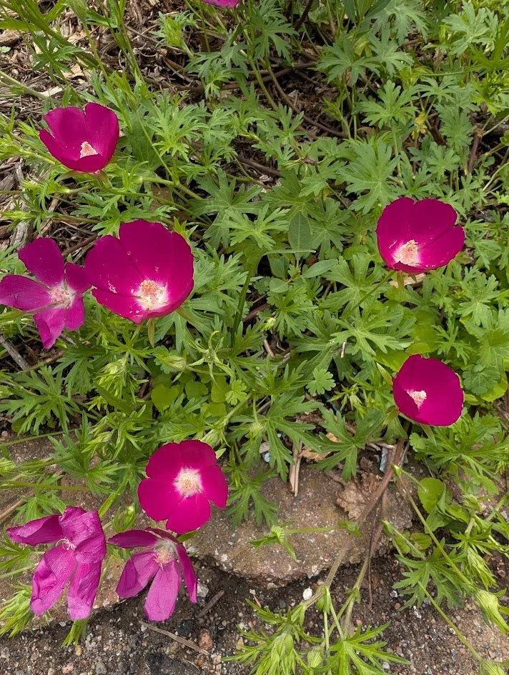 PXL_20250604_174754529.jpg