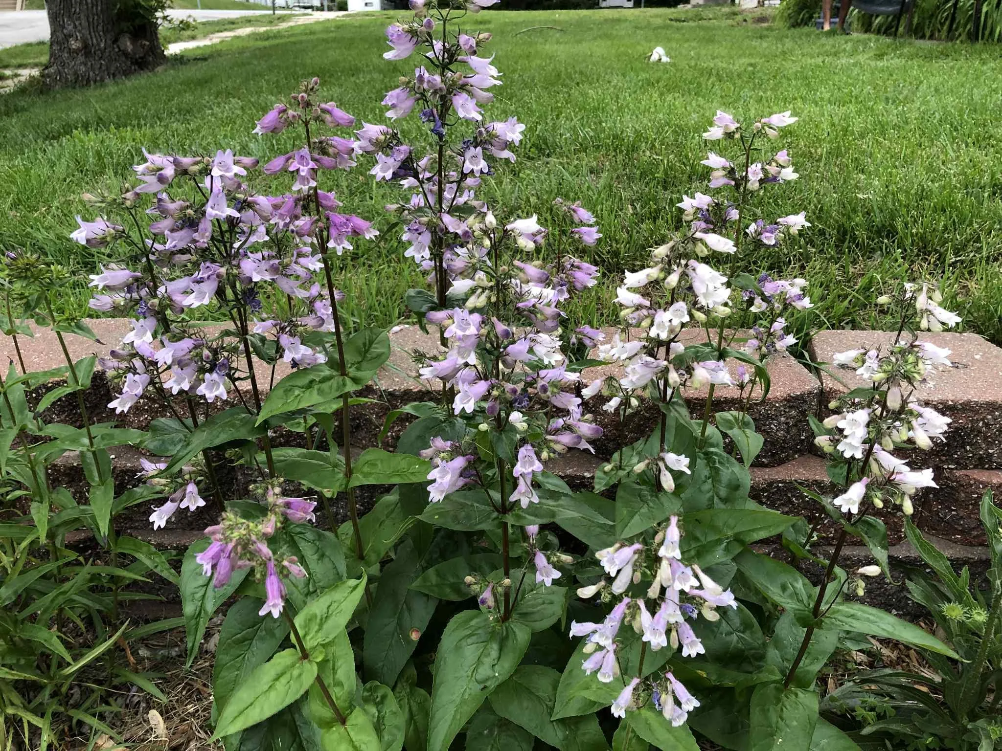 Calico Beardtongue (Penstemon calycosus)