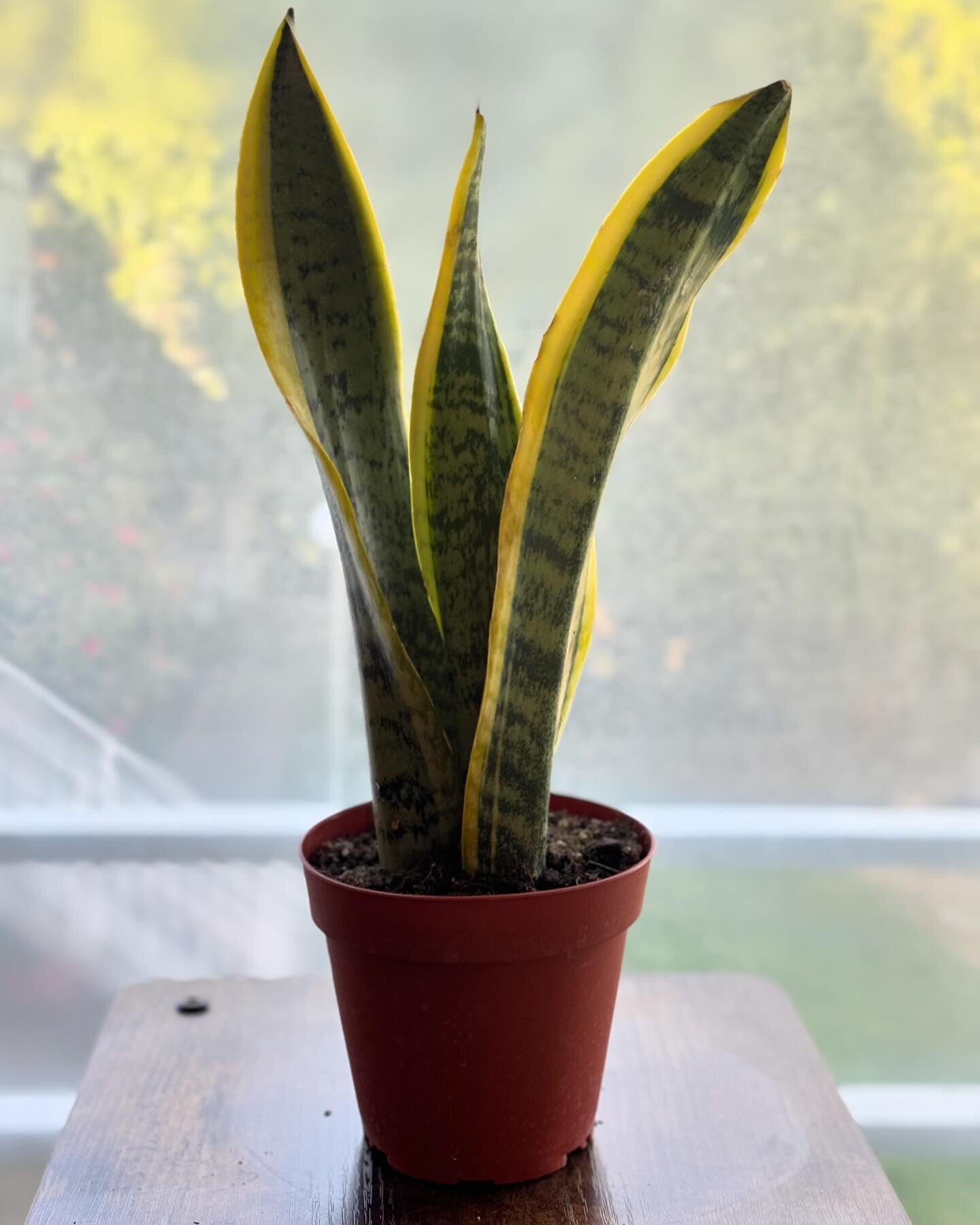 Sanseveria Laurentii - easy, beautiful, low light plant - $12

#plants #garden #biophilicdesign #lowlight #snakeplant